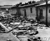 Vultures feeding on corpses of the victims of the post-partition violence in an Indian Village - 1947. from 14 year schoolgirl sex indian village school xxx videos hindi car sexi college school girl rape xxx 3gpndian been bhai hindi sexsi muvi com